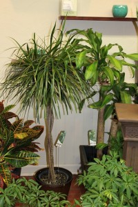 Two Lovely Floor Plants in the shop