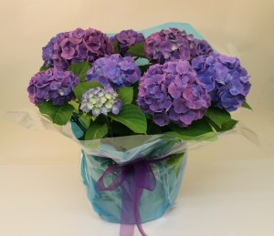 Hydrangea plant blue/purple