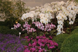 Orchid plants in white and purples