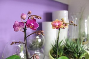 Sweet Mini Orchids