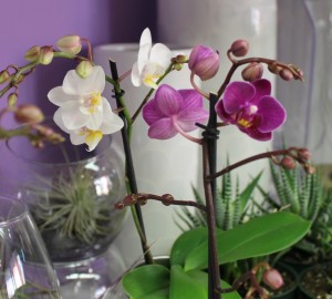 Purple and white mini orchid plants