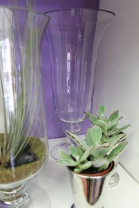 Succulent plant with clear glass vases