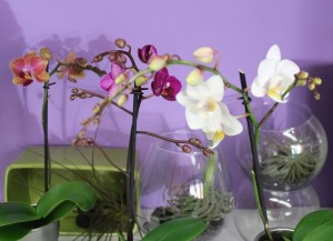 Miniature orchid plants