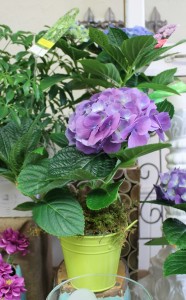 Cute miniature hydrangea