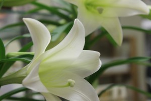 Easter lily bloom