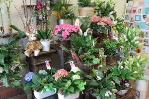 Easter plants for pickup or delivery