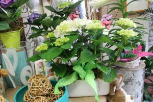 Two white mini hydrangeas in ceramic 