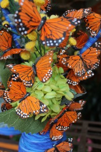 Bevy of Butterflies