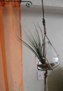Macrame hanger with air plant