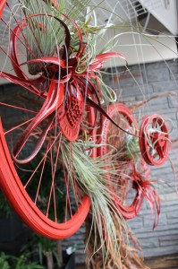 Tillandsia plants