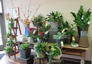 Bromeliad, ZZ plant, planter baskets
