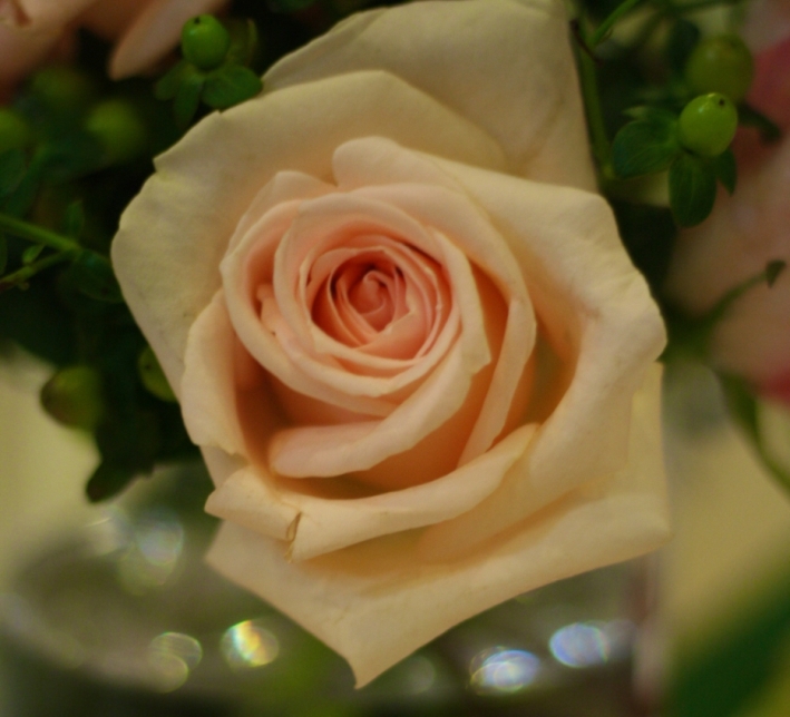 Osiana Roses