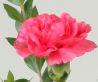 Pink_carnation.jpg