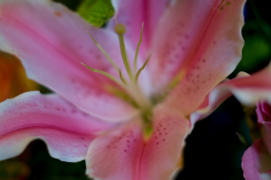 Ontario-grown Oriental Lily