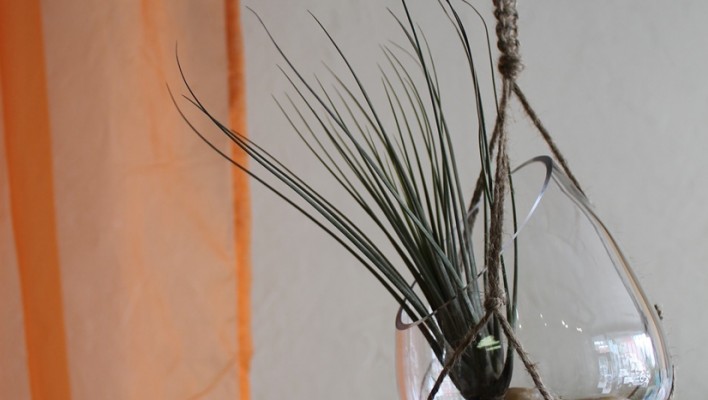 Macrame hanger with air plant
