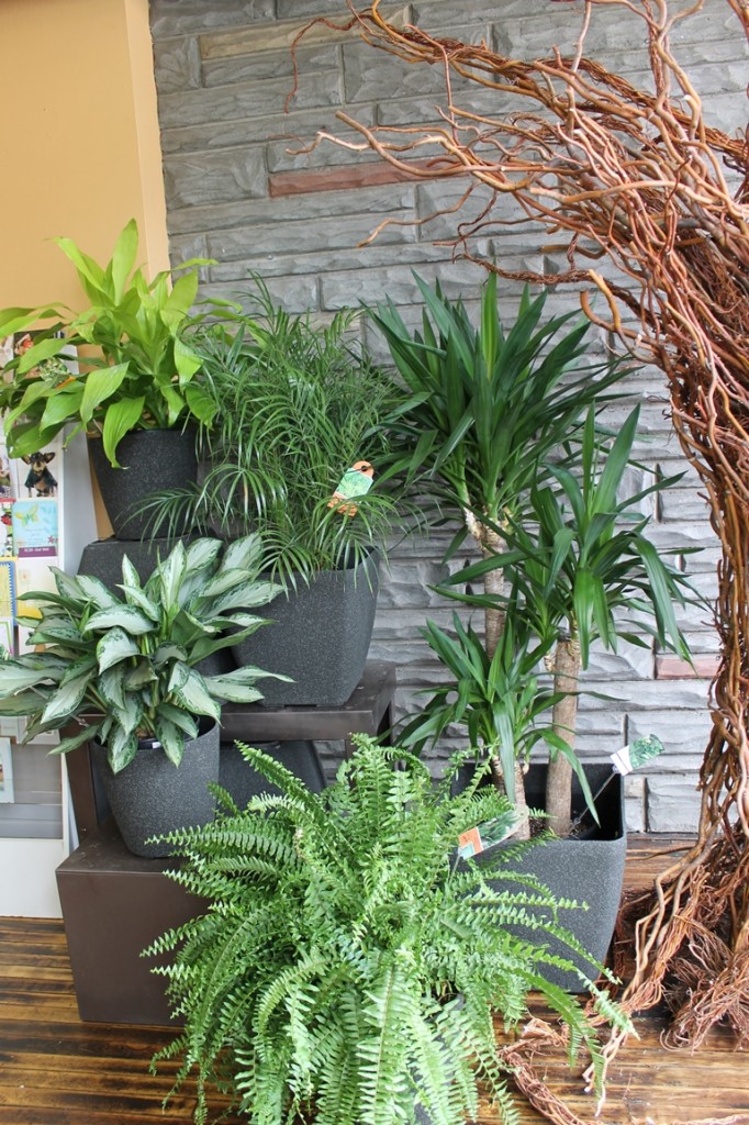 New indoor plants for sale at Martin's in Toronto