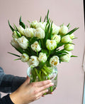 Classic Tulips