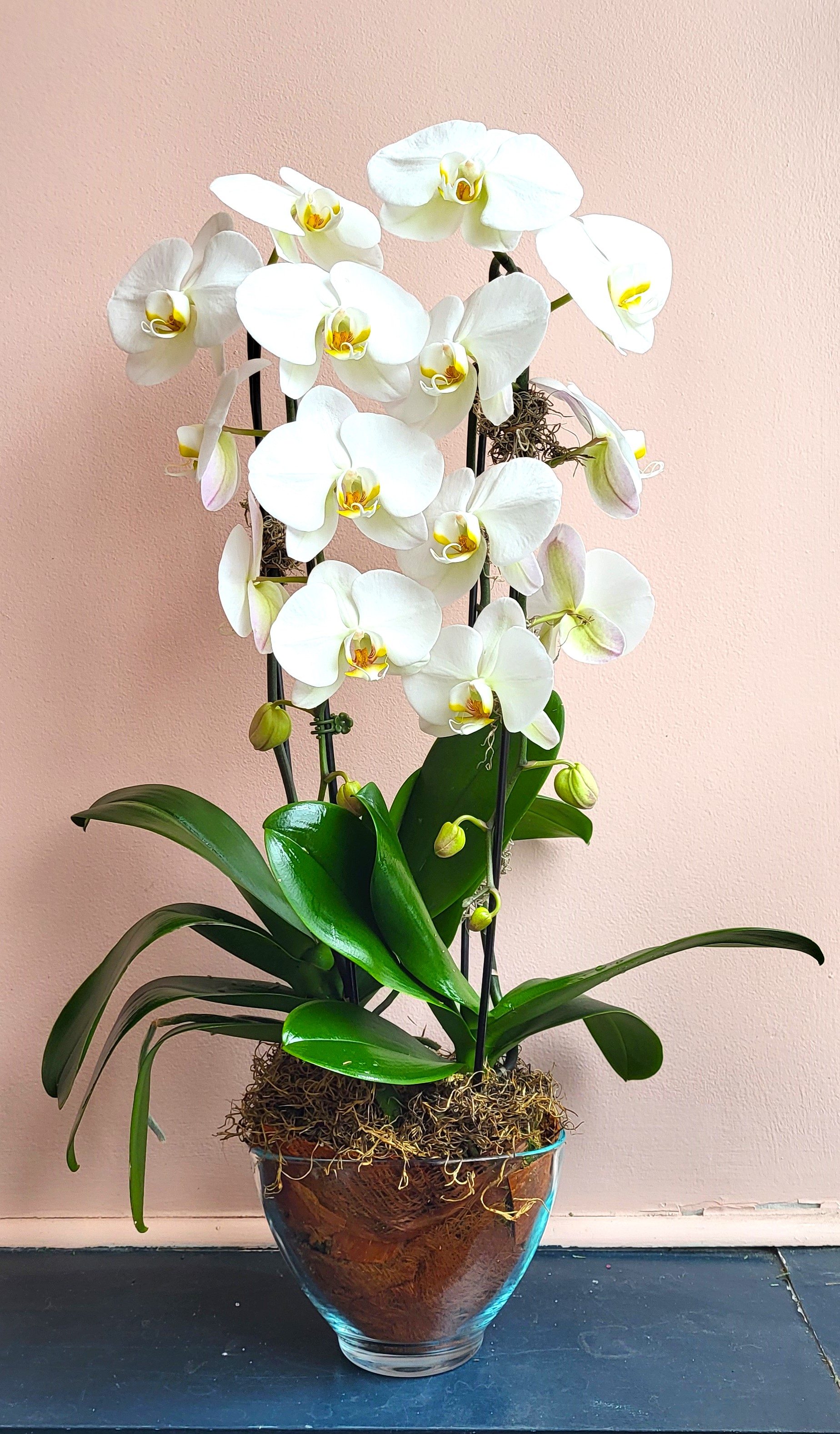 Double Stemmed Full Orchids Martin S Flowers
